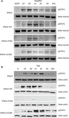 Conserved Induction of Distinct Antiviral Signalling Kinetics by Primate Interferon Lambda 4 Proteins